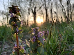Lamium purpureum