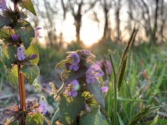 Lamium purpureum