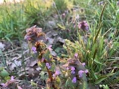 Lamium purpureum