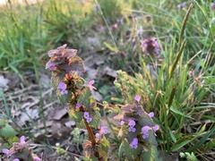 Lamium purpureum