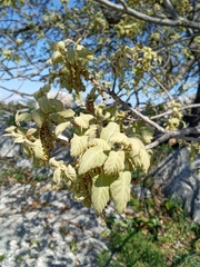 Quercus ithaburensis macrolepis