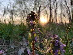 Lamium purpureum
