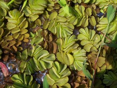 Salvinia molesta