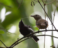 White-Flanked Antwren photo 2