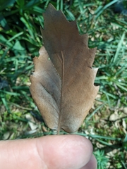 Quercus ithaburensis macrolepis