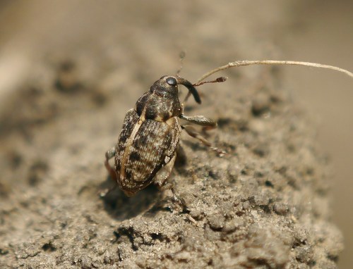 Coryssomerus capucinus