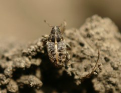 Poecilma capucinus