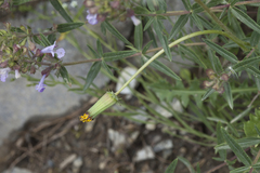 Dracocephalum integrifolium