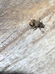 Eudiagogini