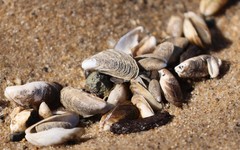 Mytilopsis leucophaeata