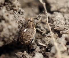 Ethelcus denticulatus