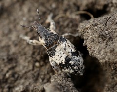 Bothynoderes affinis