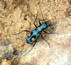 Pseudoxycheila chaudoiri