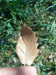Quercus ithaburensis macrolepis