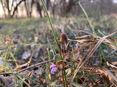 Glechoma hederacea