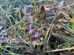 Glechoma hederacea