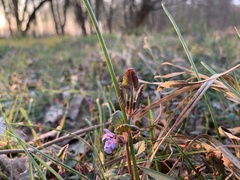Glechoma hederacea