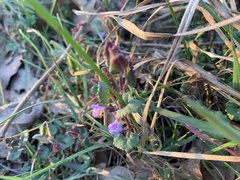 Glechoma hederacea