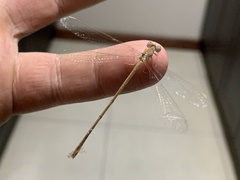 Lestes pallidus