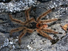 Phrixotrichus vulpinus