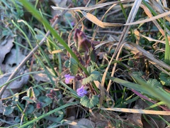 Glechoma hederacea