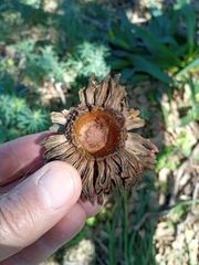 Quercus ithaburensis macrolepis