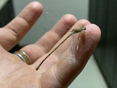 Lestes pallidus
