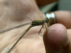 Lestes pallidus