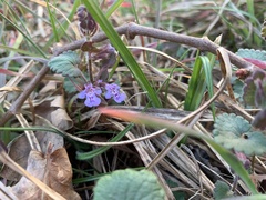 Glechoma hederacea