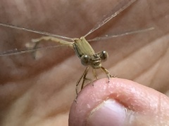 Lestes pallidus