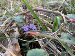 Glechoma hederacea