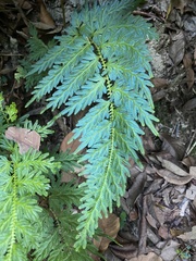 Selaginella willdenowii