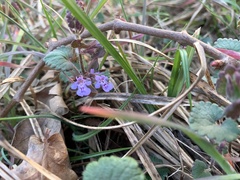 Glechoma hederacea