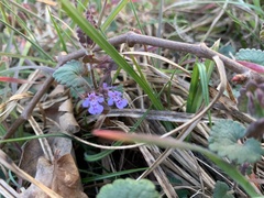 Glechoma hederacea