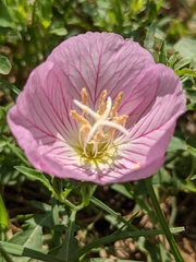 Oenothera speciosa