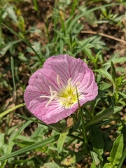 Oenothera speciosa