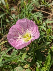 Oenothera speciosa