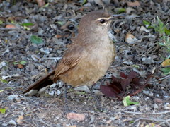 Cercotrichas coryphoeus coryphoeus