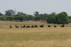 Connochaetes taurinus taurinus