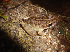 Craugastor aurilegulus