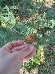 Quercus ithaburensis macrolepis