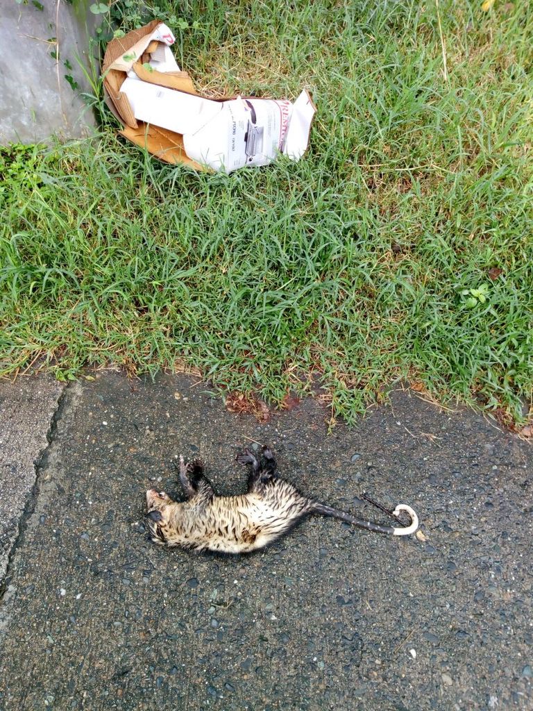 Southern opossum from tv 36 sur 29 154 envigado antioquia colombia