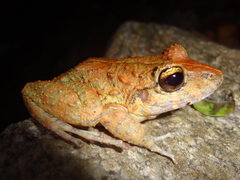 Craugastor aurilegulus