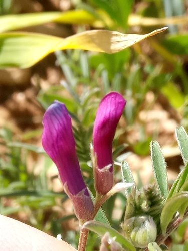 Vicia monantha iNat (1)