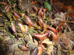 Aristolochia maxima