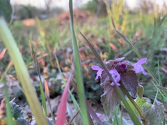 Lamium purpureum