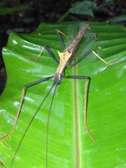 Pseudophasma bispinosum