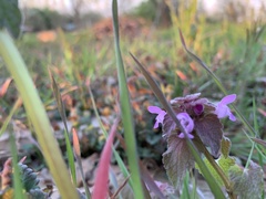 Lamium purpureum