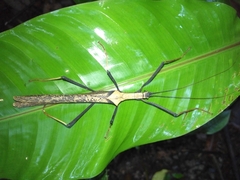 Pseudophasma bispinosum