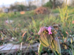Lamium purpureum